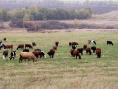 Владельцев домашнего скота призывают соблюдать правила выпаса скота